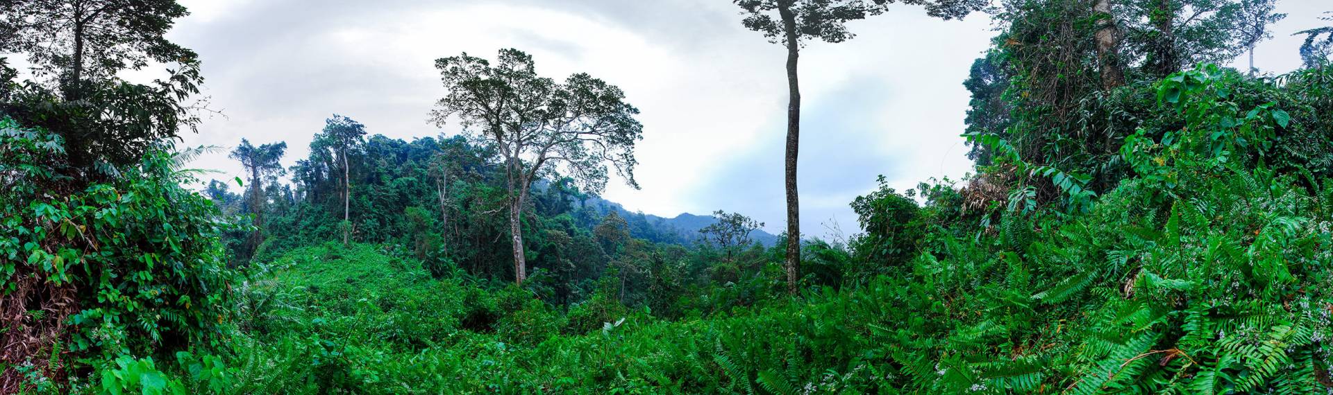 Im Dschungel auf der Westseite von Koh Chang