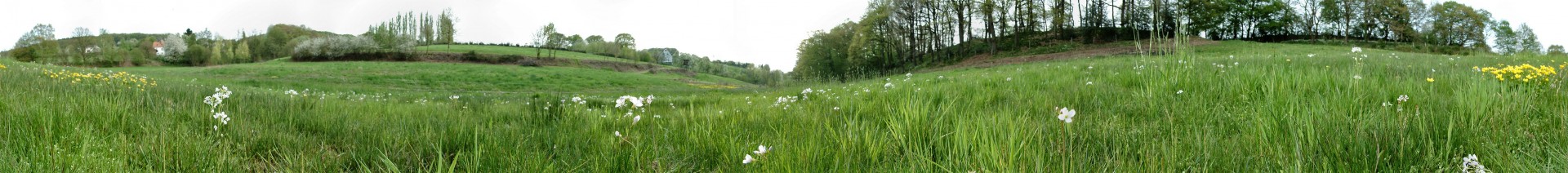 Valley meadow