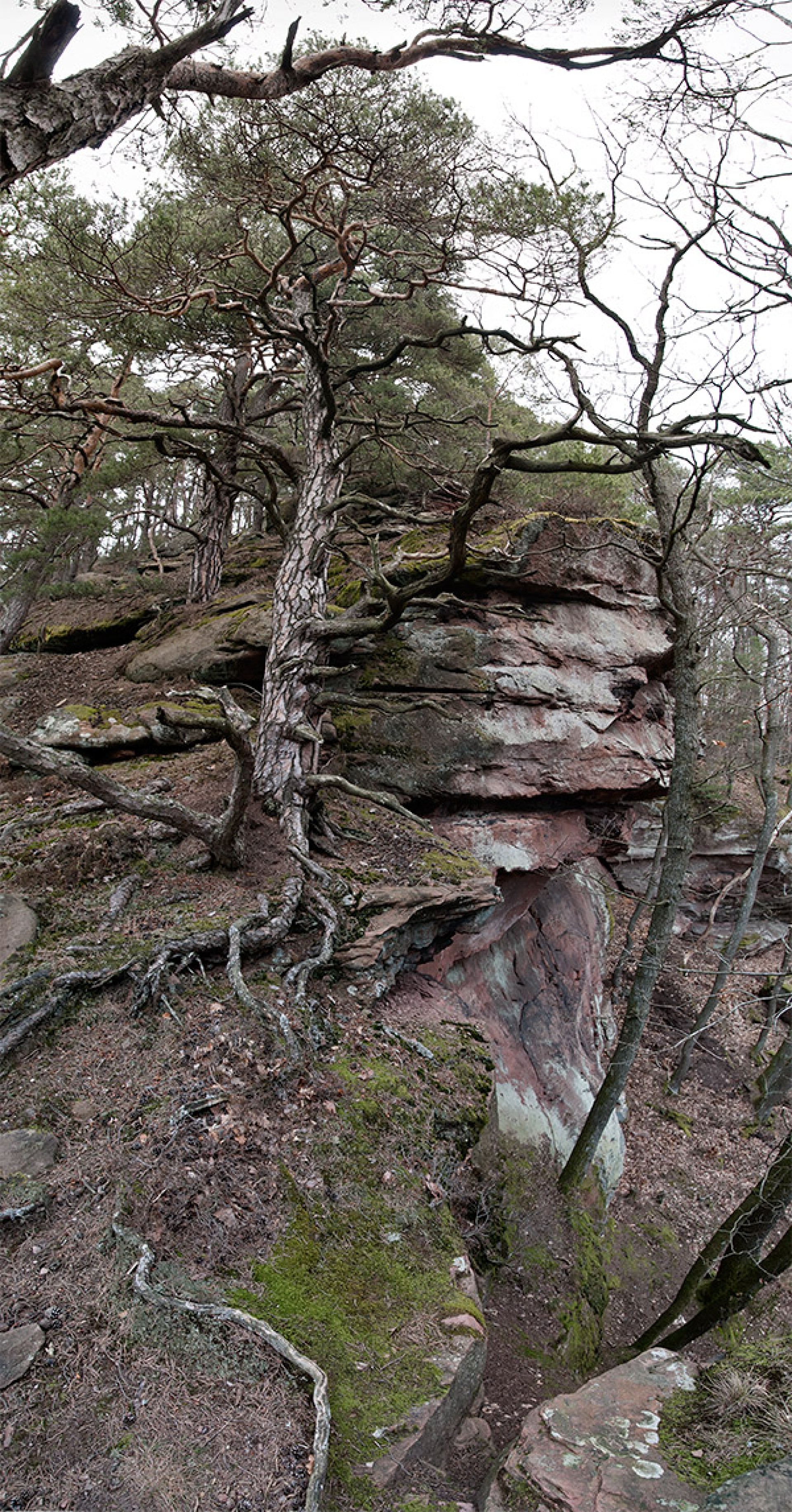 Pfälzer Wald